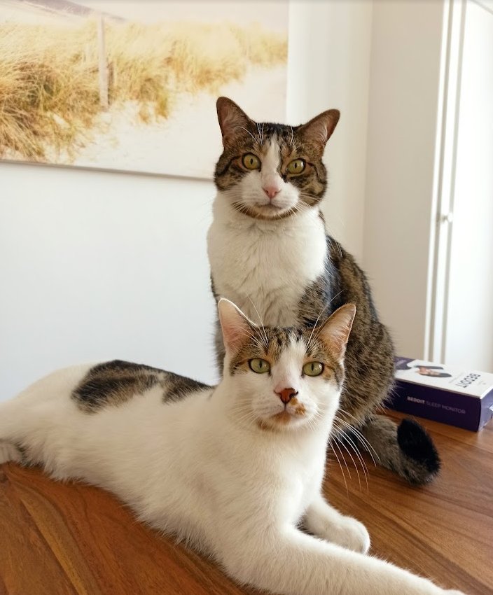 Gadsby and Noisette, the two resident cats of the Pelican Bay apartment