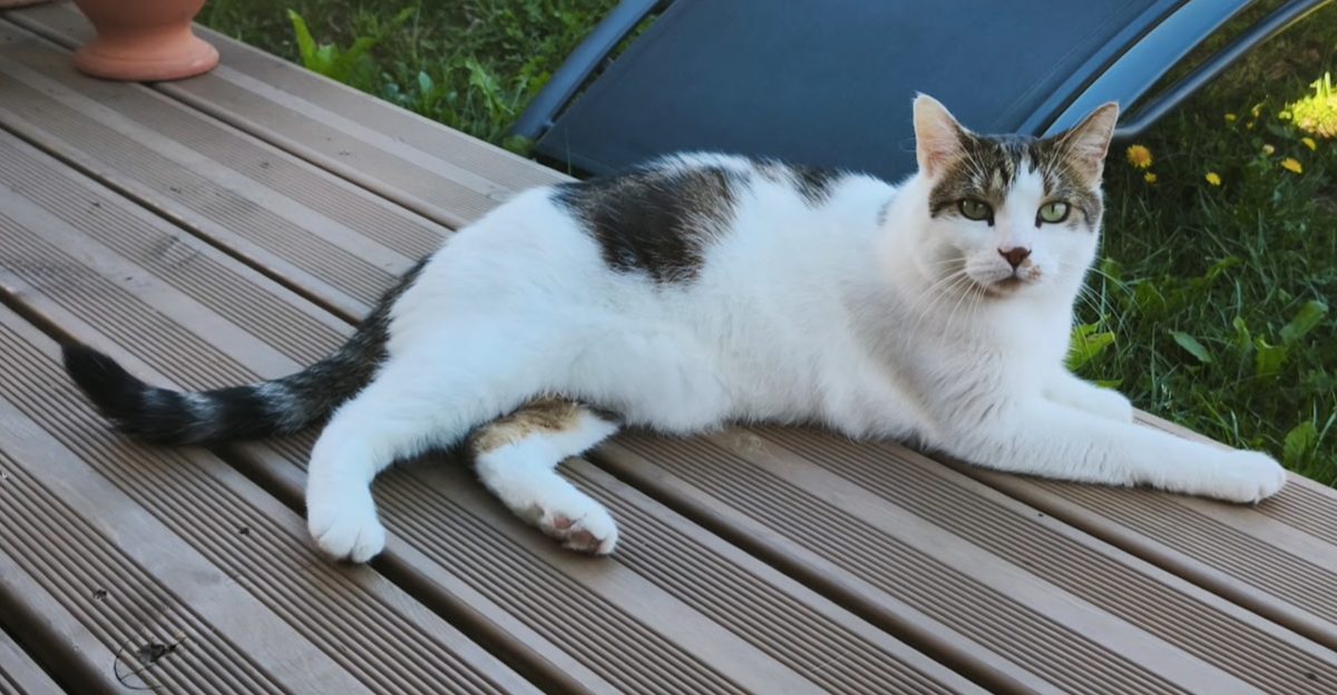Gadsby, the white and tabby resident cat, stretched out on a wooden deck